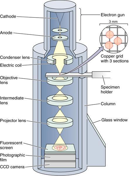 TEM: operation principle Primary electrons generated by electron gun and focused by stages of condenser lenses into bundles Electrons illuminate the sample: at low magnification, a spread beam is