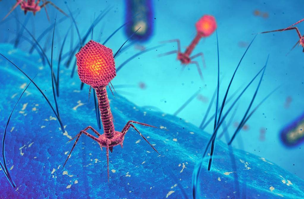 PCR 101: Amplification from the Lambda Phage