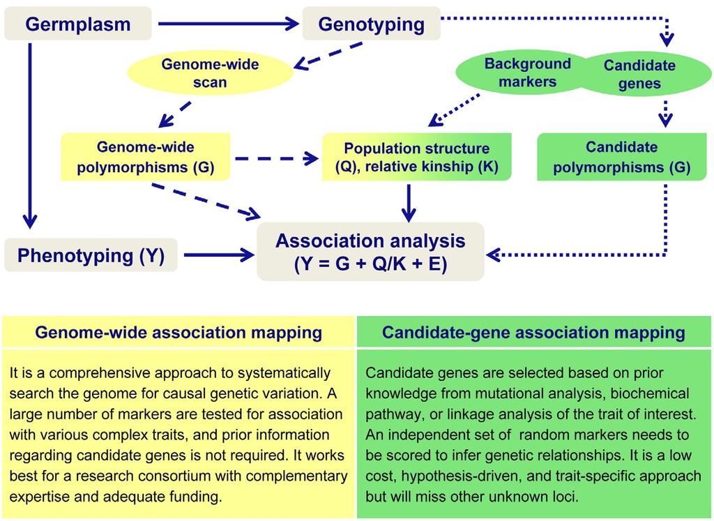 5. Statistical Analysis Germplasm STRUCTURE Phenotyping Genotyping Q- Mat rix PCA TASSEL K-matrix LD