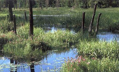Types of Wetlands Ordinary Isolated wetlands < 5,000 SF and more than 50% of the area within 50 is disturbed Drainage ditches and swales Stormwater Basins No Transition Area is required Exceptional