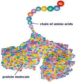 All reactions in your body are controlled by which are examples of. Every protein is made of sub-units called. Proteins are also involved in the manufacture of muscle, bone and ligament.