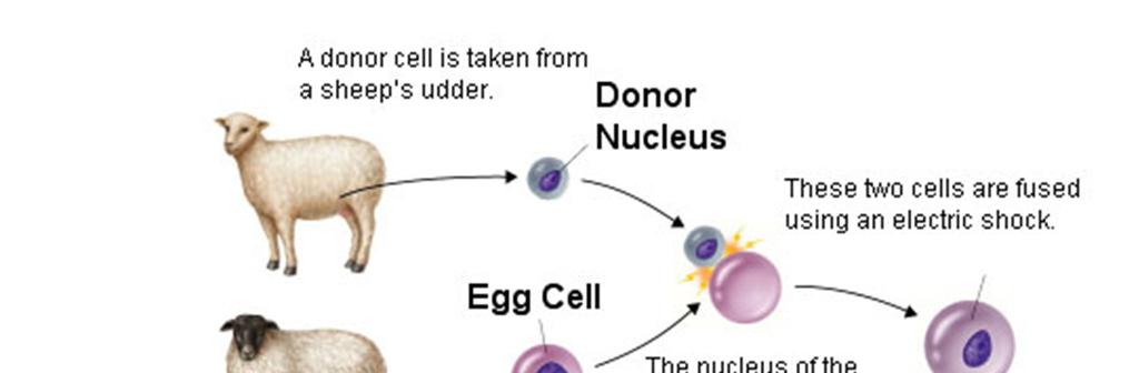 In animals 1. A mature diploid cell was removed from the udder of an adult female sheep and the nucleus removed. The cell is discarded, the nucleus is kept. 2.