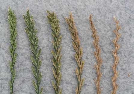 Harvest Practices Since pollination and seed maturation are not uniform processes in grass seed crops, a range of seed maturity is found in a field.