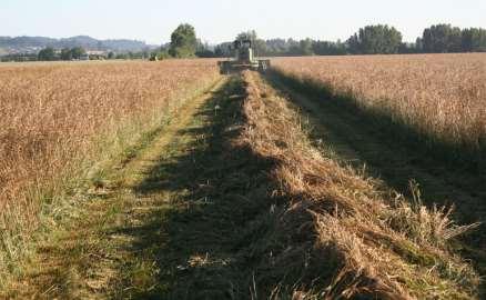 Harvest Practices Windrow-Combine Harvest - a two step process. Step 1.