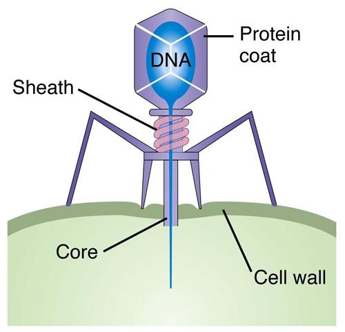 Bacteriophages are composed