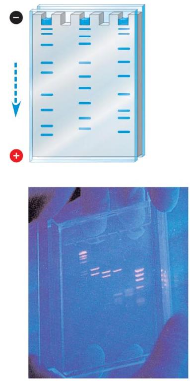Gel Electrophoresis [class demo of how this works] Sorts DNA fragments by size compare two