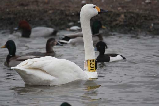 and Figure 3 shows a Bewick s Swan with an electronic tracking