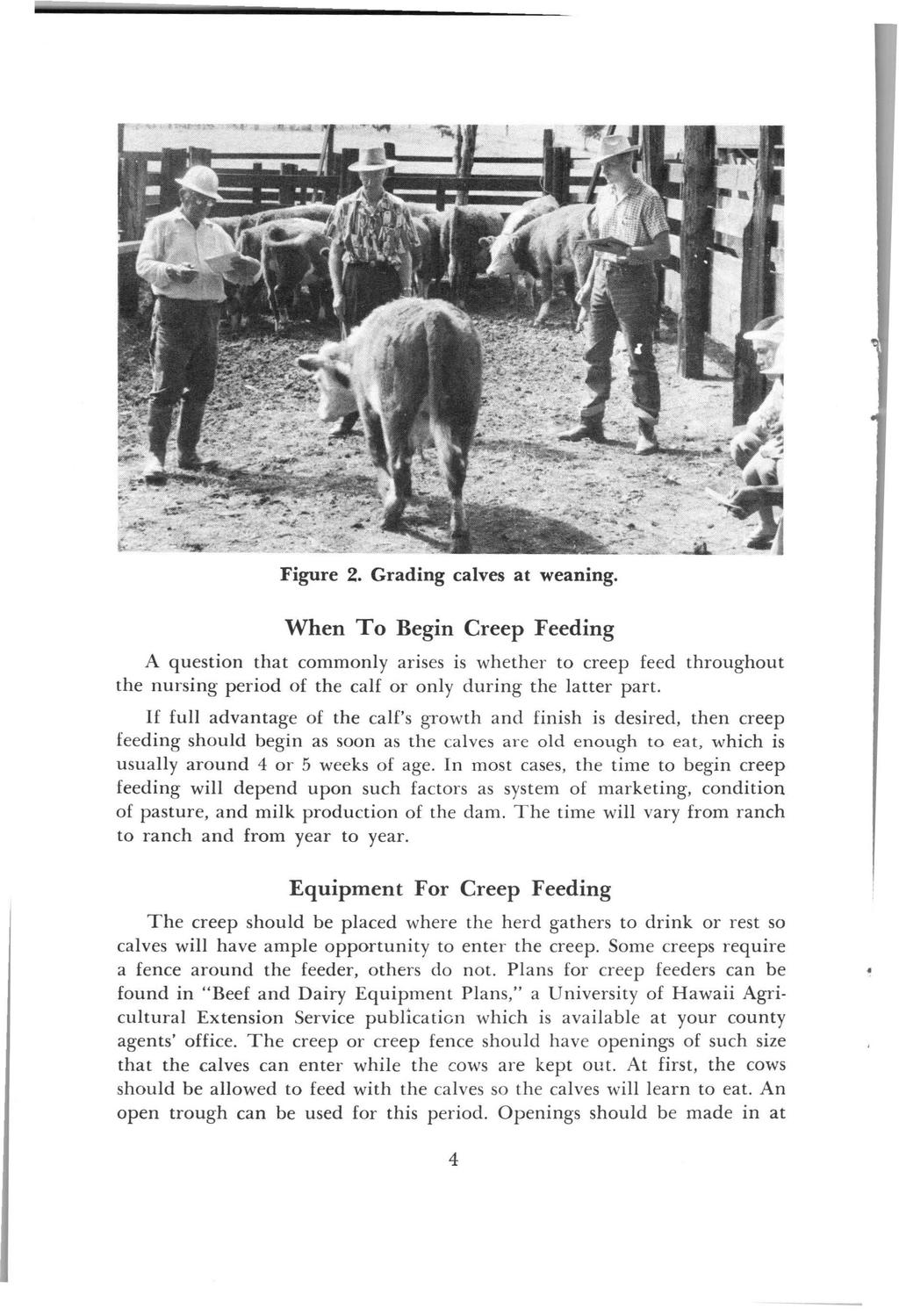 Figure 2. Grading calves at weaning. When To Begin Creep Feeding A question that commonly arises is whether to creep feed throughout the nursing period of the calf or only during the latter part.