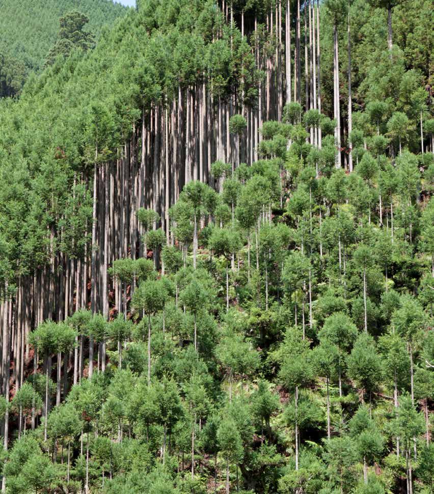 A core activity of the KMFA is providing forest management support to private companies and other organizations that have committed to undertaking activities in Enterprise Forests.