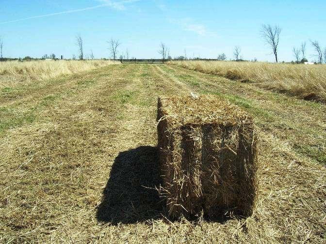 Fall Mowing: Biomass losses were mainly a result