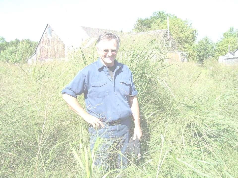 Warm Season Grasses C4 Grasses such as switchgrass are ideal bioenergy crops Moderate to high productivity Stand longevity Drought