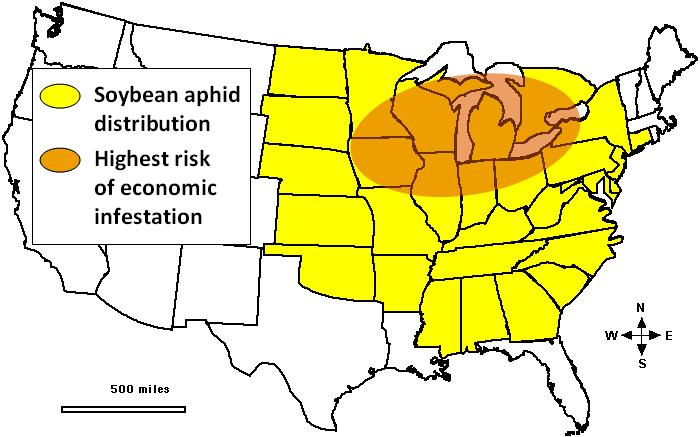 CROP INSIGHTS Soybean Aphid Management by Chuck Bremer 1 and Steve Butzen 2 Summary The soybean aphid, Aphis glycines Matsumura, is the only aphid known to extensively colonize soybean fields in