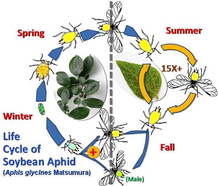 Soybean aphid overwintering eggs under bud of buckthorn. Soybean aphids can produce up to 15 generations during the summer on soybeans before migrating back to buckthorn in the fall as winged females.