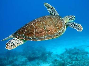 Turtles USFWS guidelines Sea