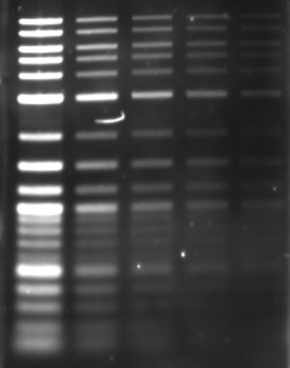 Page 6 Imaging Nucleic Acid Gels on the Odyssey Fc Imager IV. Results Ethidium Bromide and SYBR Safe A.
