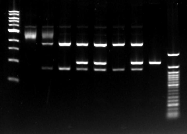 5 μg/ml ethidium bromide or 1X SYBR Safe DNA stain in 1X TAE buffer. Images were collected on the Odyssey Fc Imager (600 channel) using a 2 minute acquisition time. B.