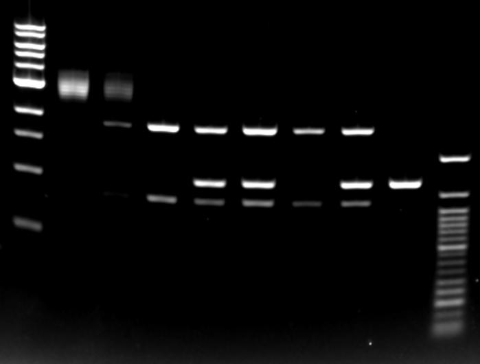 2% E-Gel gels (Ethidium Bromide and SYBR Safe), electrophoresed for 30 minutes, and imaged on the Odyssey Fc Imager (2 minutes) in E-Gel cassettes.