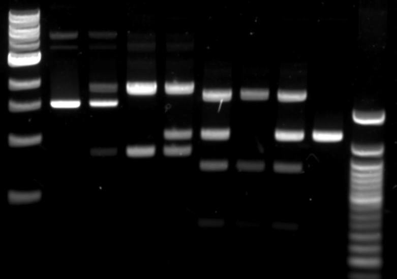 Imaging Nucleic Acid Gels on the Odyssey Fc Imager Page
