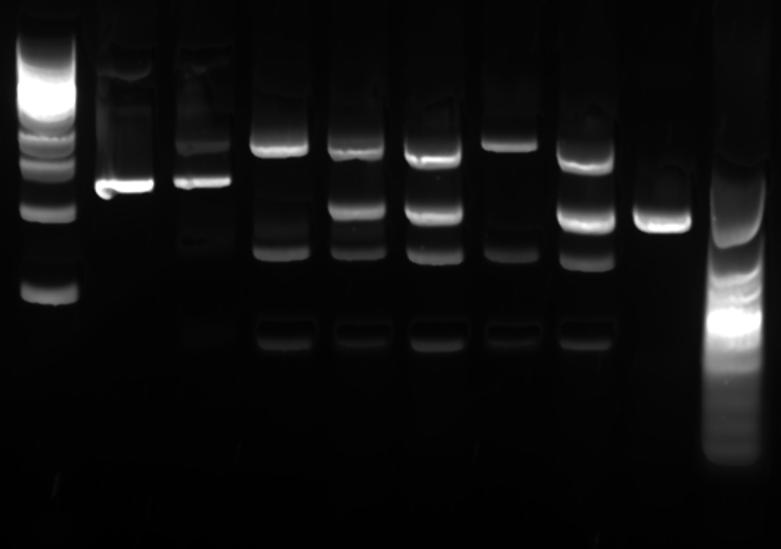 3: Gels were pre-stained using these DNA stains