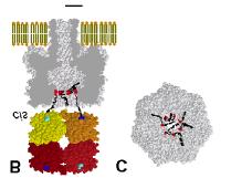 Probe multivalent protein ligand interaction with protein pore carrying multiple ligands