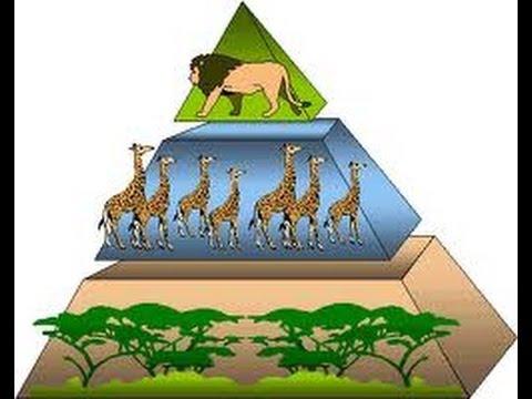 Assignment #2 Cycling of Energy: Food Chains, Webs & Pyramids SC.912.L.17.