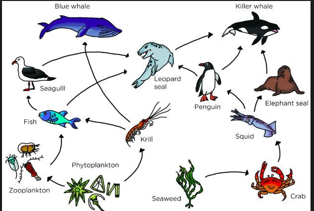 Assignment #2 put in the Ecology section of your notebook Marine Food Web Look at the Marine Food Web provided.