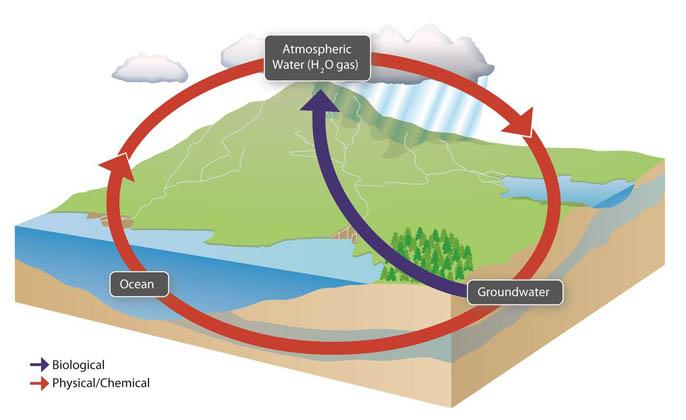 The Water Cycle Assignment #1 - put in Ecology section of notebook Water cycles between the oceans, the atmosphere and land called the hydrologic cycle.