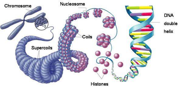DNA DNA (deoxyribonucleic acid) is the molecule passed on from parents to offspring which controls a cell s function; it is the heritable material where genes are