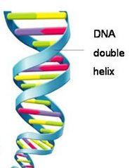 DNA is shaped like a coiled ladder, known as a double helix The sides of the ladder are composed of alternating sugar and phosphate molecules The rungs of the ladder consist of four nitrogen