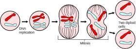 Cell Division: Mitosis Cells that make up the human body are known as somatic cells.