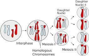Cell Division: Meiosis Sex cells, or sperm and eggs, are also