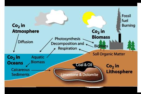 Carbon Cycle The carbon cycle is the movement of carbon through the living and non-living parts