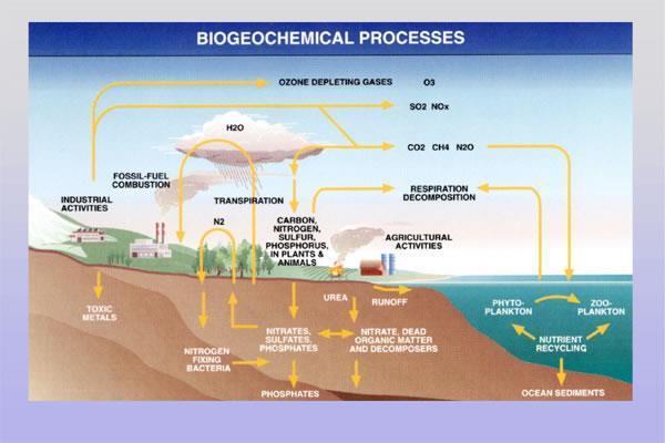 Energy and chemical compounds flow through the ecosystem WATER NITROGEN CARBON PHOSPHORUS are RECYCLED!