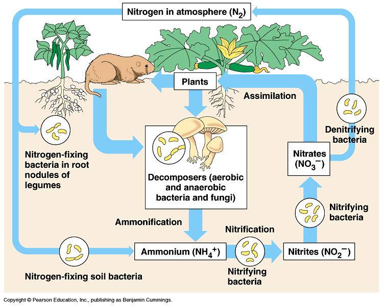 NITROGEN FIXATION Nitrogen fixation is the conversion of nitrogen gas (N2) into Ammonia This process can only be performed
