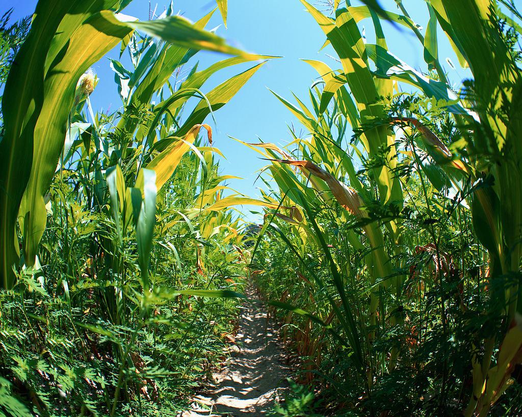 Question Nitrogen fertilizer is often added to soil to increase the growth of crops.
