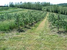 Our orchard floor is treated as a key factor in our fruit production ecosystem.