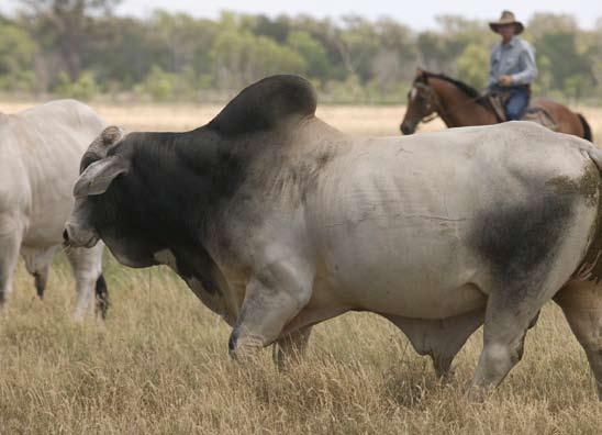 A bull s physical appearance can mask the true underlying genetics genetics, and he must be sound enough to be able to do so under paddock conditions.