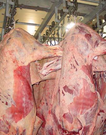 Tenderstretch hanging - worth another look Bob Gaden Tenderstretch hanging from the pelvis improves the tenderness of valuable cuts advances in meat quality 18 Tenderness of many major cuts in the
