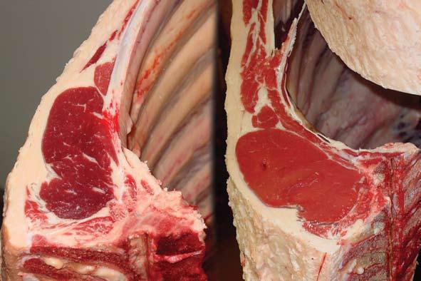 advances in meat quality Fullness of the eye of meat shows why a carcase with light muscling (left) yields less beef than the heavily muscled carcase on the right dressing percentage, higher levels