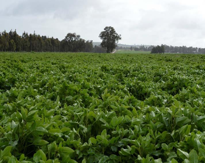 Tedera - Forage from Canary Islands - Perennial legume - Adapted Mediterranean-like climates - 300-800mm AAR ATTRIBUTES - Quality green forage all