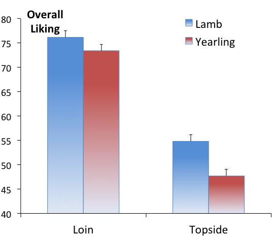 Merino yearling testing completed Merino lamb vs Merino yearling half brothers (355