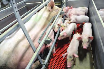 Genesus is dedicated to using cutting-edge technology, such as genomics. Genomics is the study of the genome, or the DNA that makes a pig a pig.