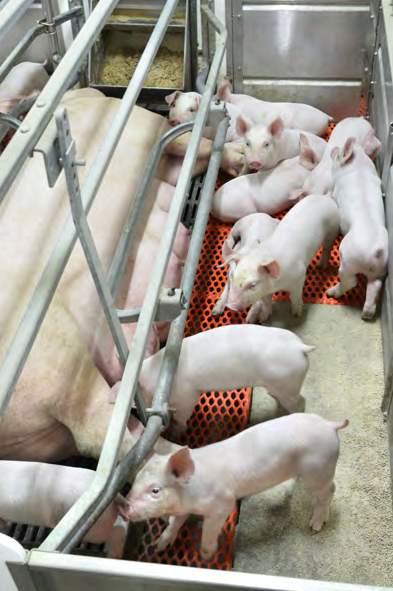 Todays Genesus commercial pig is faster growing, more efficient, and more prolific than commercial pigs from 2009. All of these traits have an impact on profitability.