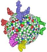 of coat protein that assemble into a functional virus capsule offer a wide range of chemical functionality that could be put to use to attach homing molecules such as monoclonal antibodies or cancer