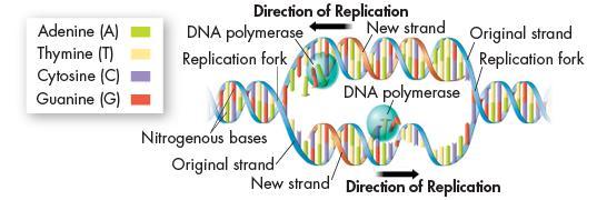 The DNA molecule separates into two strands and then produces two new complementary strands following the