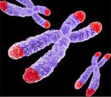 The tips of chromosomes are known as telomeres Telomeres are hard to copy.
