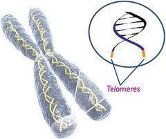 An enzyme (telomerase) adds short, repeated DNA sequences to telomeres, lengthening the