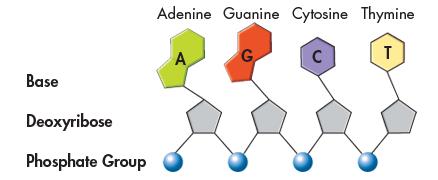 The nucleotides in a strand of DNA are joined by covalent bonds formed between the sugar and phosphate groups.
