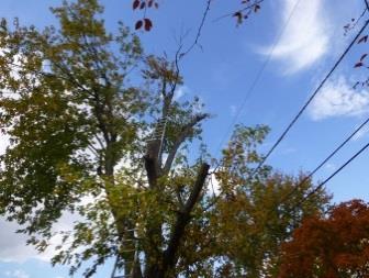Fatality Assessment & Control Evaluation Project FACE 13-NJ-074 February 5, 2016 Tree-care Worker Electrocuted While Trimming Branch Near Power Line A 39-year-old male tree-care worker was