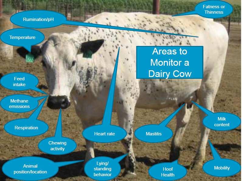 Farming as the focus returns to individual cows through the use of technologies (Schulze et al., 2007).